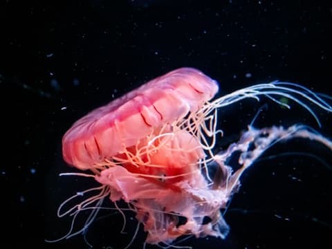 Jellyfish at Sunshine City Aquarium. Olympus E-M1 MkII