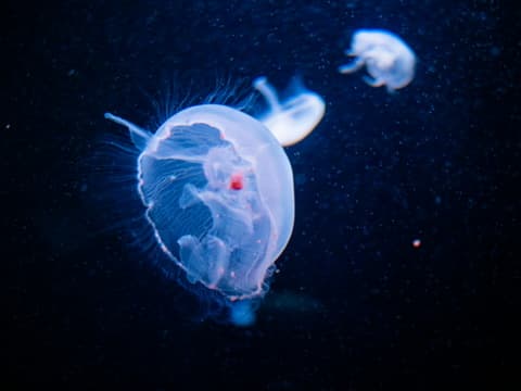 Jellyfish at Sunshine City Aquarium. Olympus E-M1 MkII